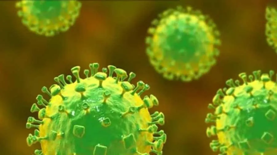 શું નિપાહ વાયરસ કોરોનાની જેમ સંક્રમણ ફેલાવશે? જાણો નિષ્ણાતોનો ઓપિનિયન