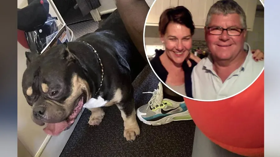 ફ્લાઇટમાં પાળતુ શ્વાન છોડતો રહ્યો ગેસ, પરેશાન થયેલ કપલને મળ્યું 1 લાખનું રિફંડ