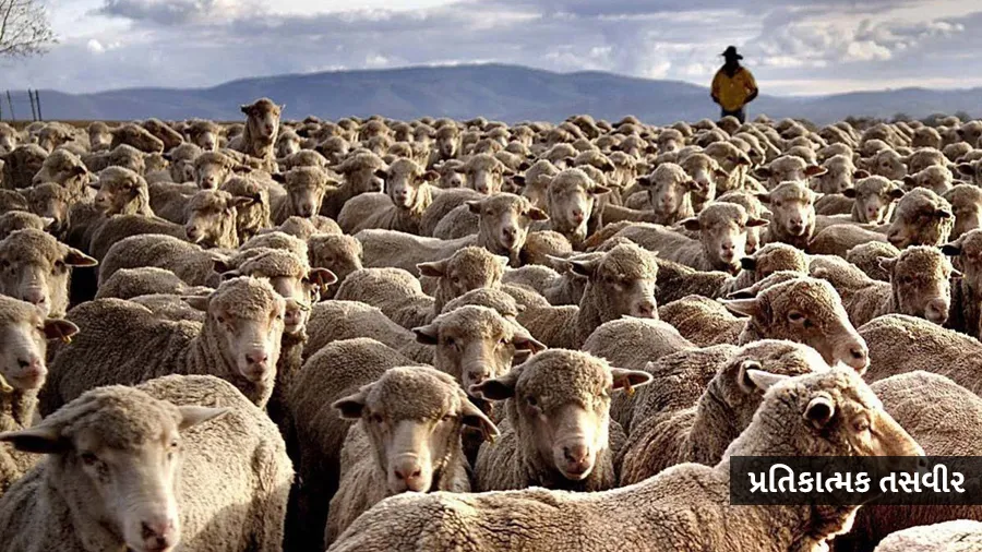 ઘેટાઓએ ખાઈ લીધો ભાંગનો 100 કિલો પાક, હરકતો જોઈને પરેશાન થઈ ગયો માલિક, પછી...