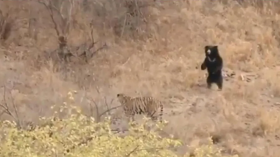 શિકાર માટે વાઘે લગાવી દોડ તો સામે ઊભું થયું રીંછ, જુઓ વીડિયો