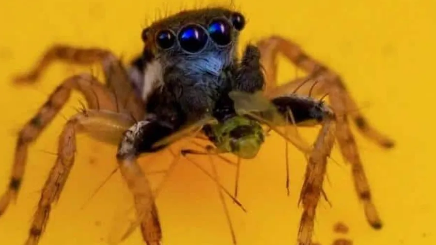 એક ઘરમાંથી મળ્યો 8 આંખ વાળો દુધિયા રંગનો કરોળીયો, ફોટો વાયરલ