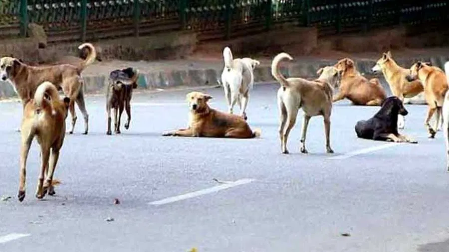 દાઉદી વ્હોરા સમાજે આ કારણે સુરતમાં 12 કૂતરાને પકડી પાડતા 6 સામે ગુનો નોંધાયો