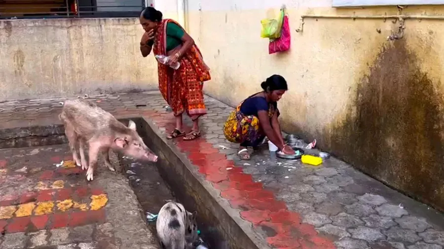 Photos: નાંદેડ હોસ્પિટલમાં ડુક્કરો ફરી રહ્યા છે, દર્દીના પરિજનો ઝાડૂ મારે છે