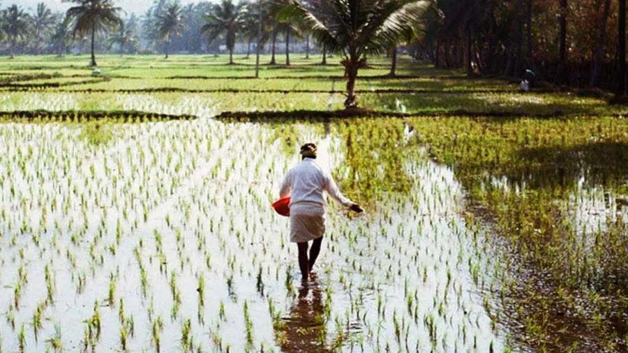 ગુજરાતના ખેડૂતોના ખરીફ પાકોના ટેકાના ભાવે ખરીદી માટેની નોંધણીની તારીખ લંબાવાઈ