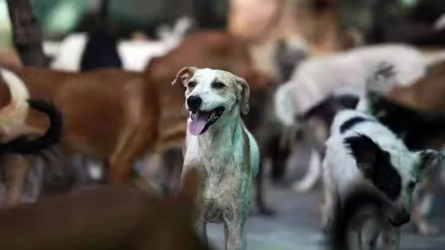 SMC કહે સુરતમાં રખડતા કૂતરા 33761 છે, તો મનપાએ 30000 શ્વાનોની નસબંધી કઈ રીતે કરી