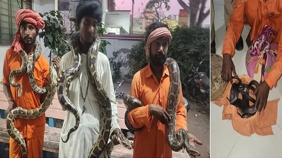 વૃંદાવનમાં બાંકે બિહારી મંદિર પાસે દુર્લભ પ્રજાતિ સાંપોના ઝેરની તસ્કરી પકડાઇ