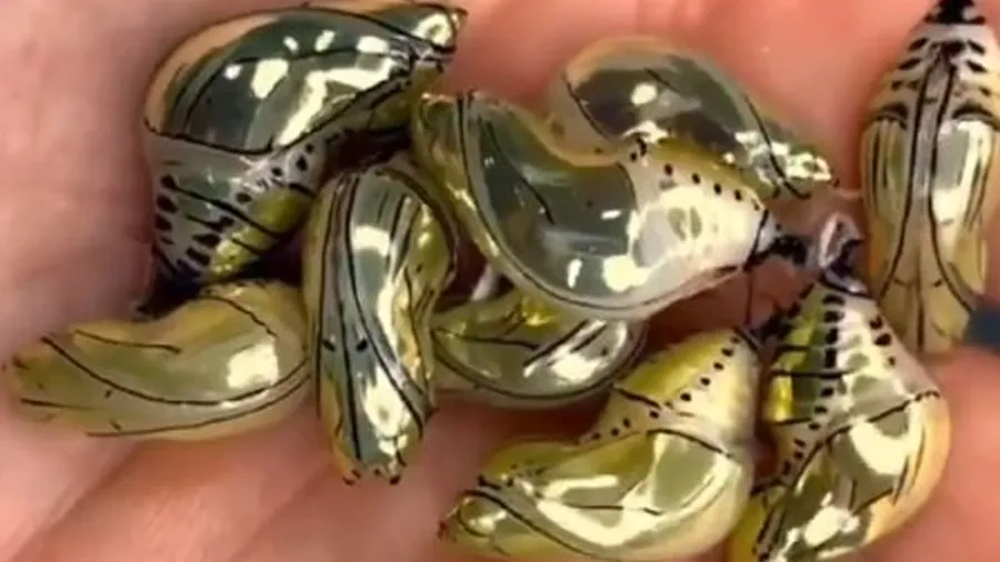 Gold જેવા દેખાતા આ જીવની હકીકત જ્યારે સામે આવી તો લોકો થયા હેરાન, જુઓ Video