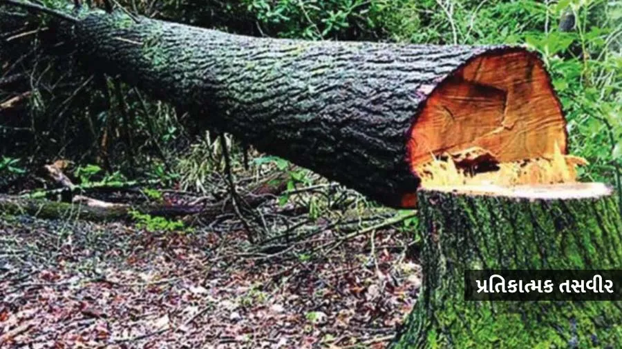 દુનિયાભરમાં પ્રતિ વ્યક્તિ દર વર્ષે 4 વૃક્ષ થઈ રહ્યા છે ઓછા, ભારતની આ છે સ્થિતિ
