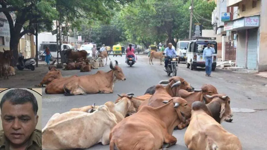 ગૌચરની જમીન હડપી લેનારની ધરપકડ કેમ નથી થતી, માલધારી સમાજની આંદોલનની ચીમકી