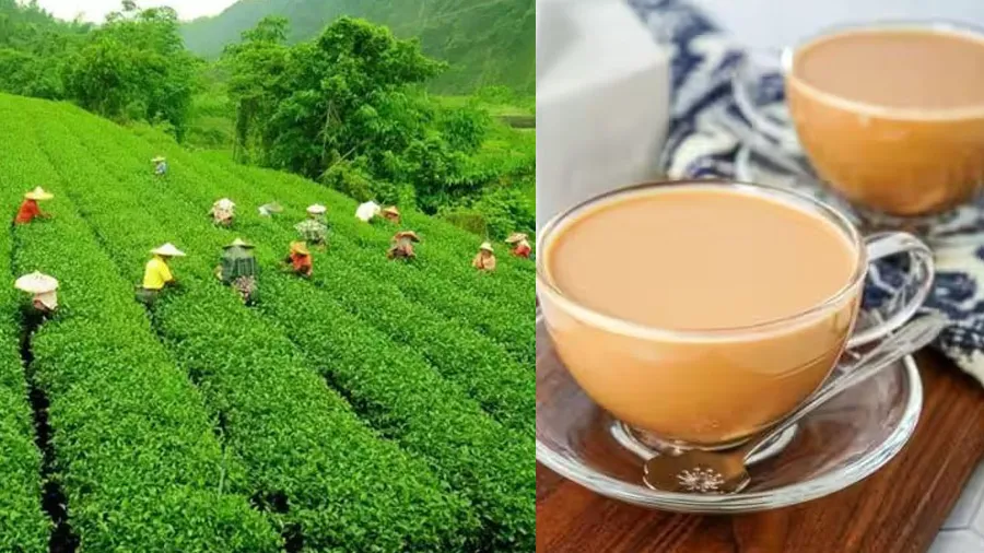 ચાની ચૂસકી લેવી મોંઘી પડી શકે છે,આગામી દિવસોમાં ચા પત્તીના ભાવમાં વધારો થશે