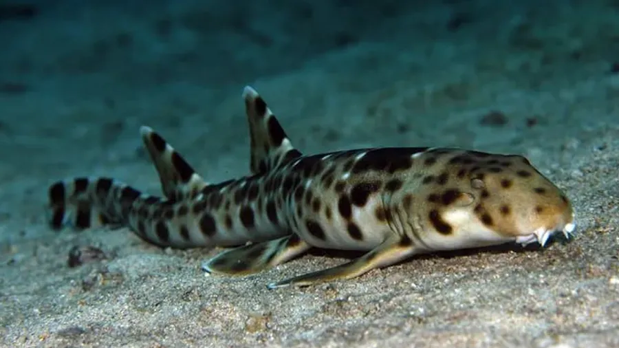 પ્રાણી સંગ્રહાલયમાં માદા શાર્કે નર સાથે સંબંધ બનાવ્યા વિના આપ્યો બચ્ચાને જન્મ