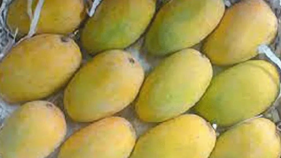 આનંદો, આવતા સપ્તાહથી બજારમાં કેરી જ કેરી જોવા મળશે, જાણો શું ભાવ ચાલે છે