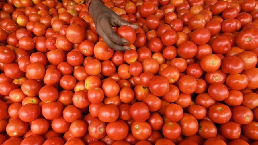 80 રૂપિયા પાર કરી ગયો ટામેટાંનો ભાવ, આ મોંઘવારીથી હવે બચાવશે IIHRનો આવિષ્કાર