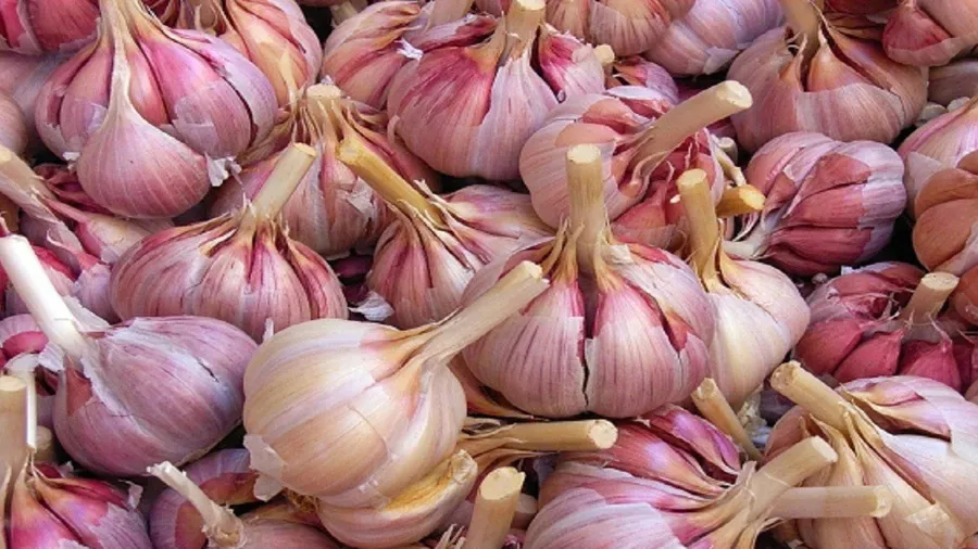 શું લસણને મસાલો ગણવો કે શાકભાજી? ચર્ચા પહોંચી હાઈકોર્ટ, જાણો શું આવ્યો નિર્ણય