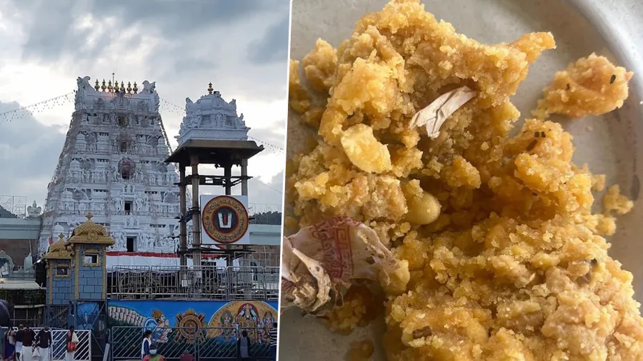 હવે તિરૂપતિ મંદિરના લાડુમાં તંબાકુ મળવાનો દાવો, જુઓ વીડિયો