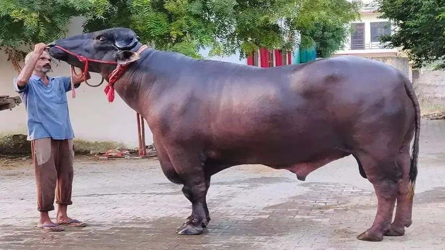 આ ભેંસનું નામ ‘વિધાયક’ છે, BMW કાર કરતા પણ કિંમત અનેક ગણી વધારે