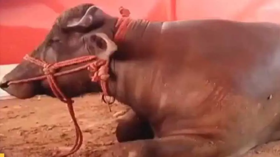 2 કરોડનો પાડો દારૂબંધીથી પરેશાન! માલિકે કહ્યું, બિહારમાં બીયર ન મળવાથી હાલત ખરાબ