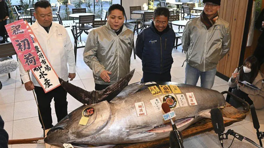 11 કરોડમાં વેચાઈ 'બ્લુફિન ટુના' માછલી,બાઈક જેટલી લાંબી,ટુકડો ખાવાના લાખો રૂપિયા