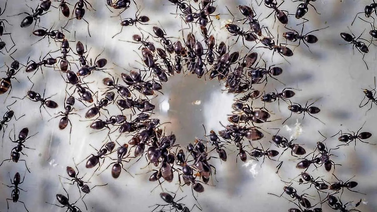 8 કરોડની વસ્તીવાળા દેશમાં ભારે પડશે આ કીડીઓ, વીજળી અને ઇન્ટરનેટની લગાવી વાટ