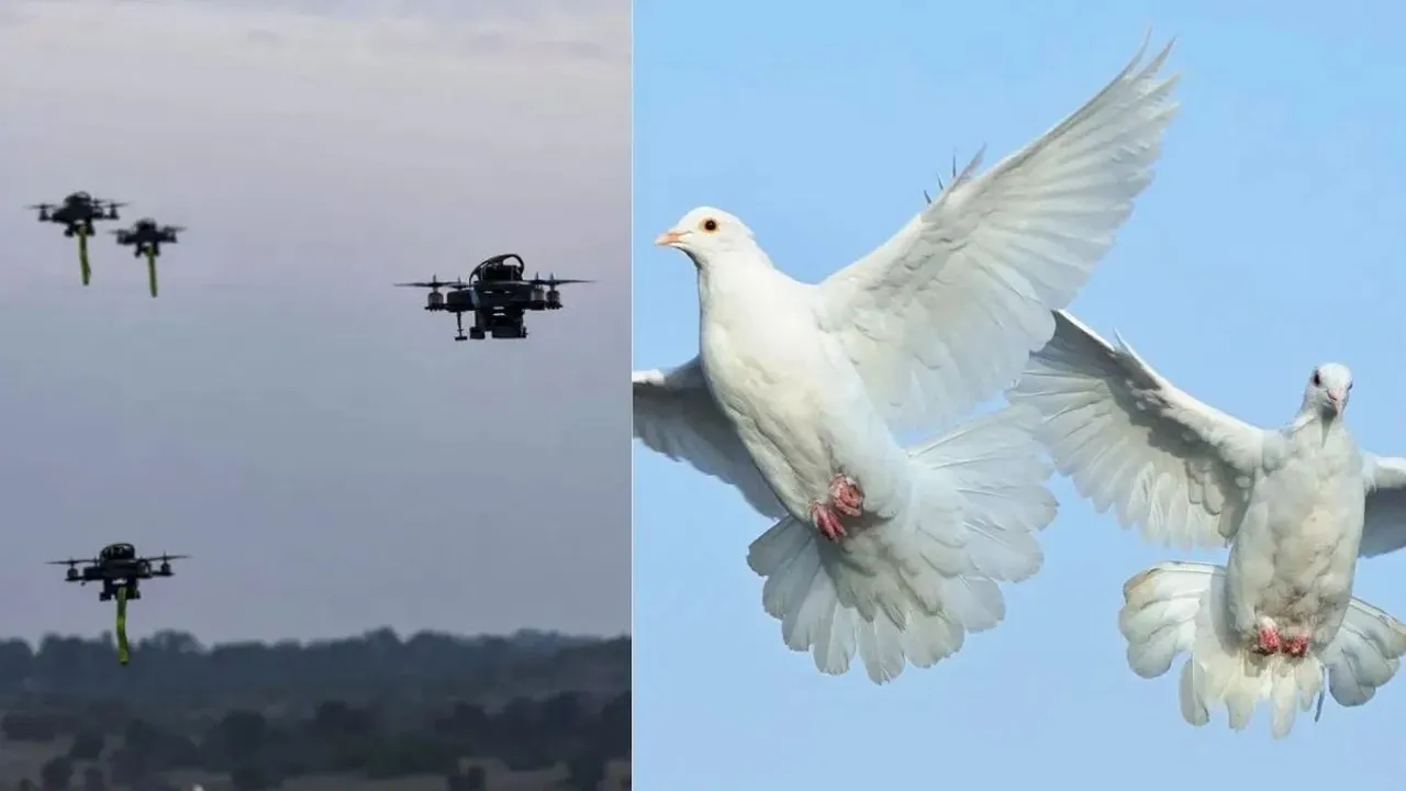 Muzaffarnagar-Pigeon-Lights 