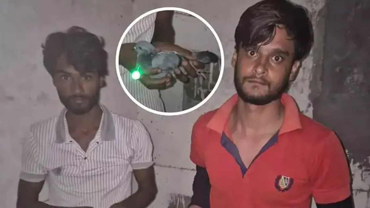 Muzaffarnagar-Pigeon-Lights3 