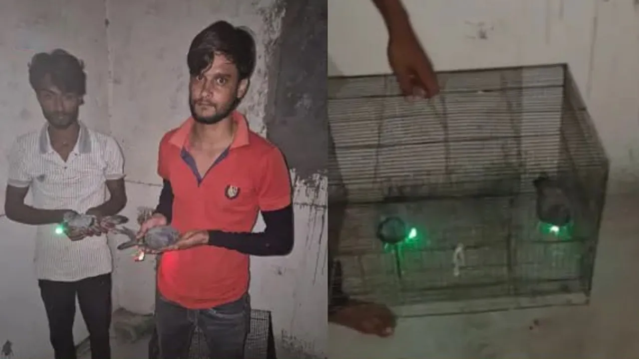 Muzaffarnagar-Pigeon-Lights5 