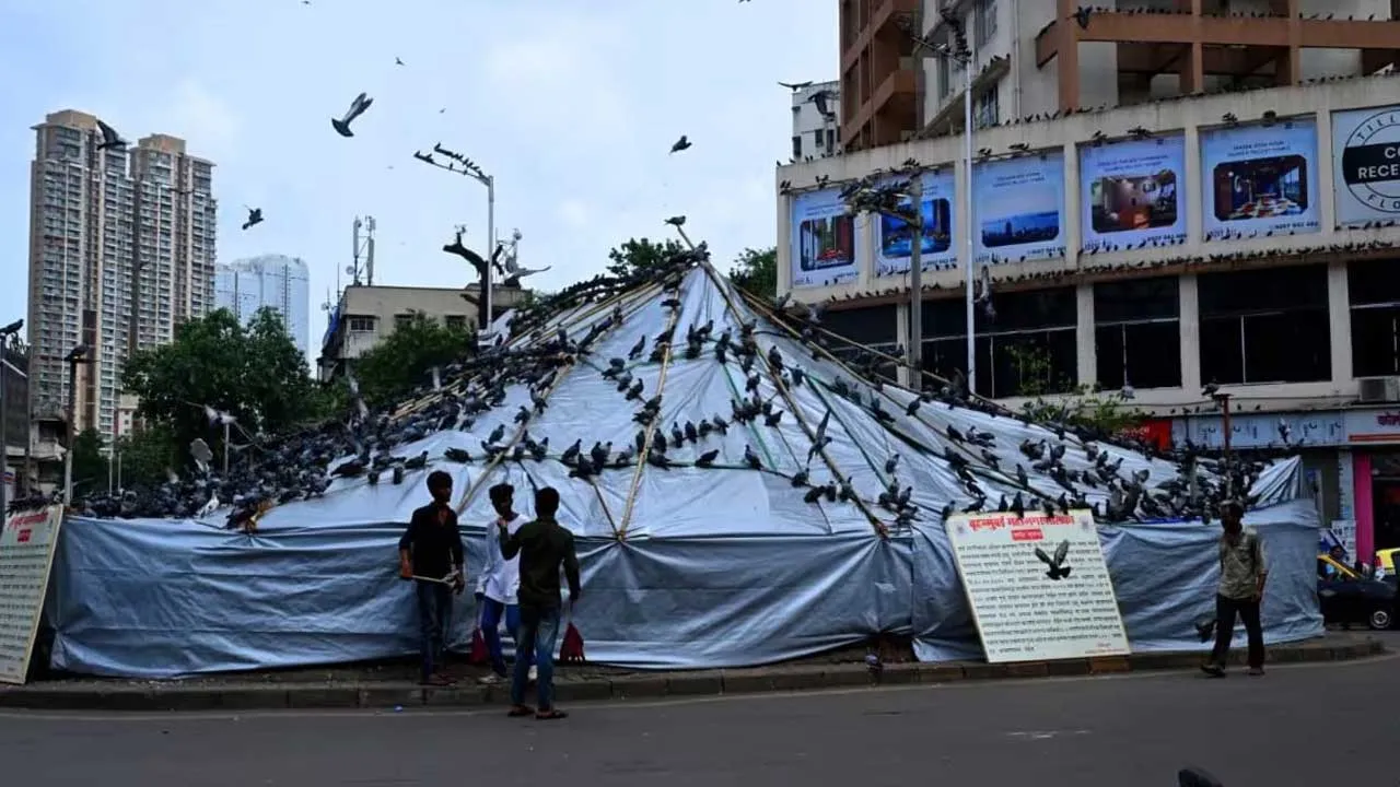 Mumbai Pigeons Feeding 