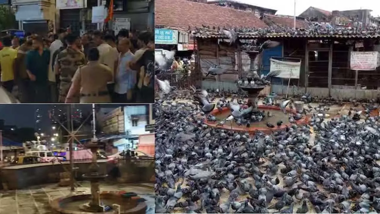 Mumbai Pigeons Feeding 
