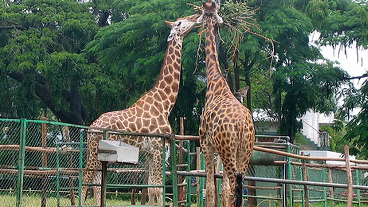 પ્રાણી સંગ્રહાલયથી રાતોરાત ક્યાં ગાયબ થઈ ગયા 321 પ્રાણી? ગરબડી બાદ ડિરેક્ટરની બદલી