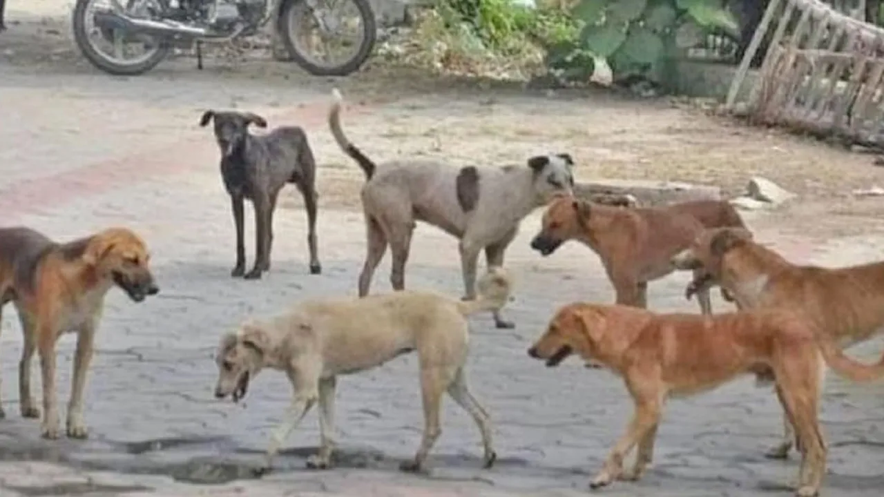 Bareilly-Dogs-Attacked1 