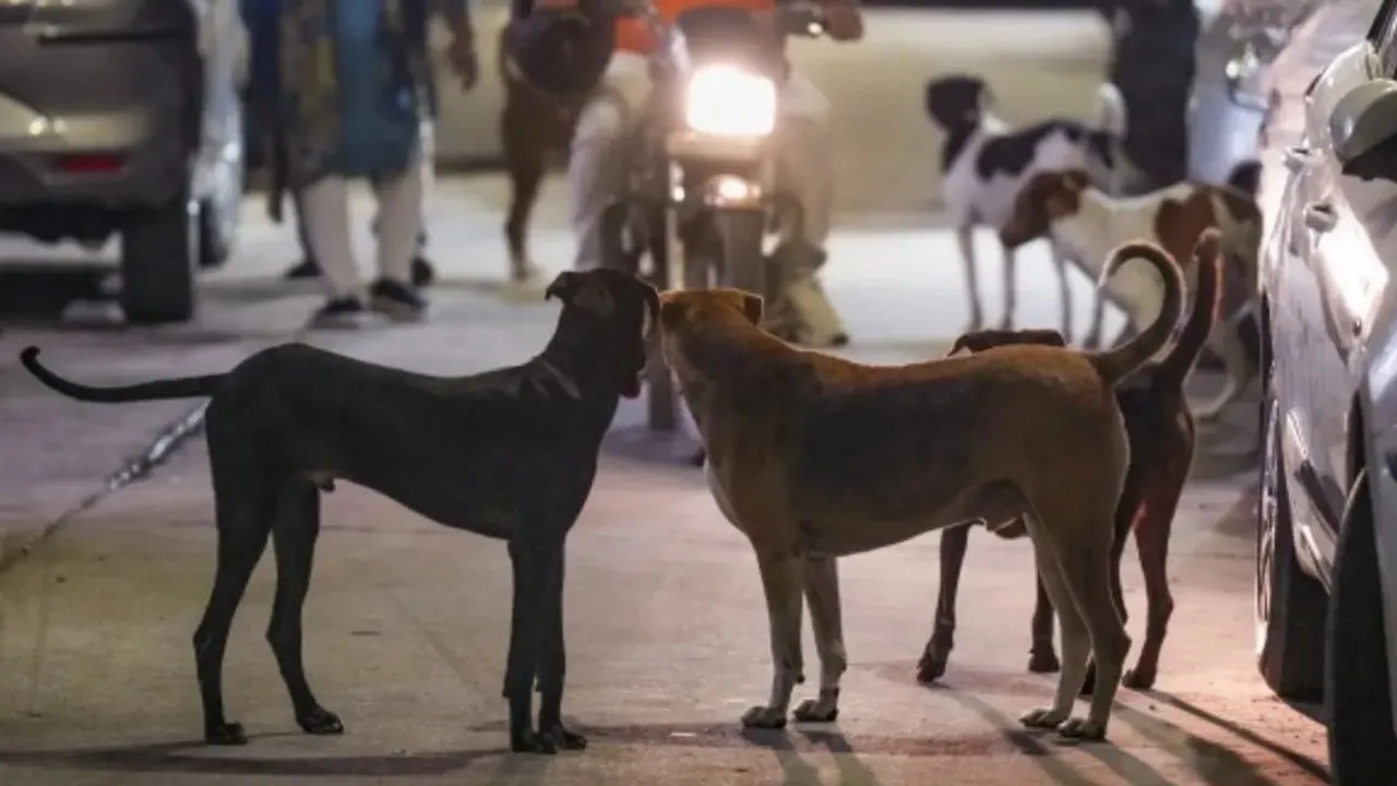 Bareilly-Dogs-Attacked 