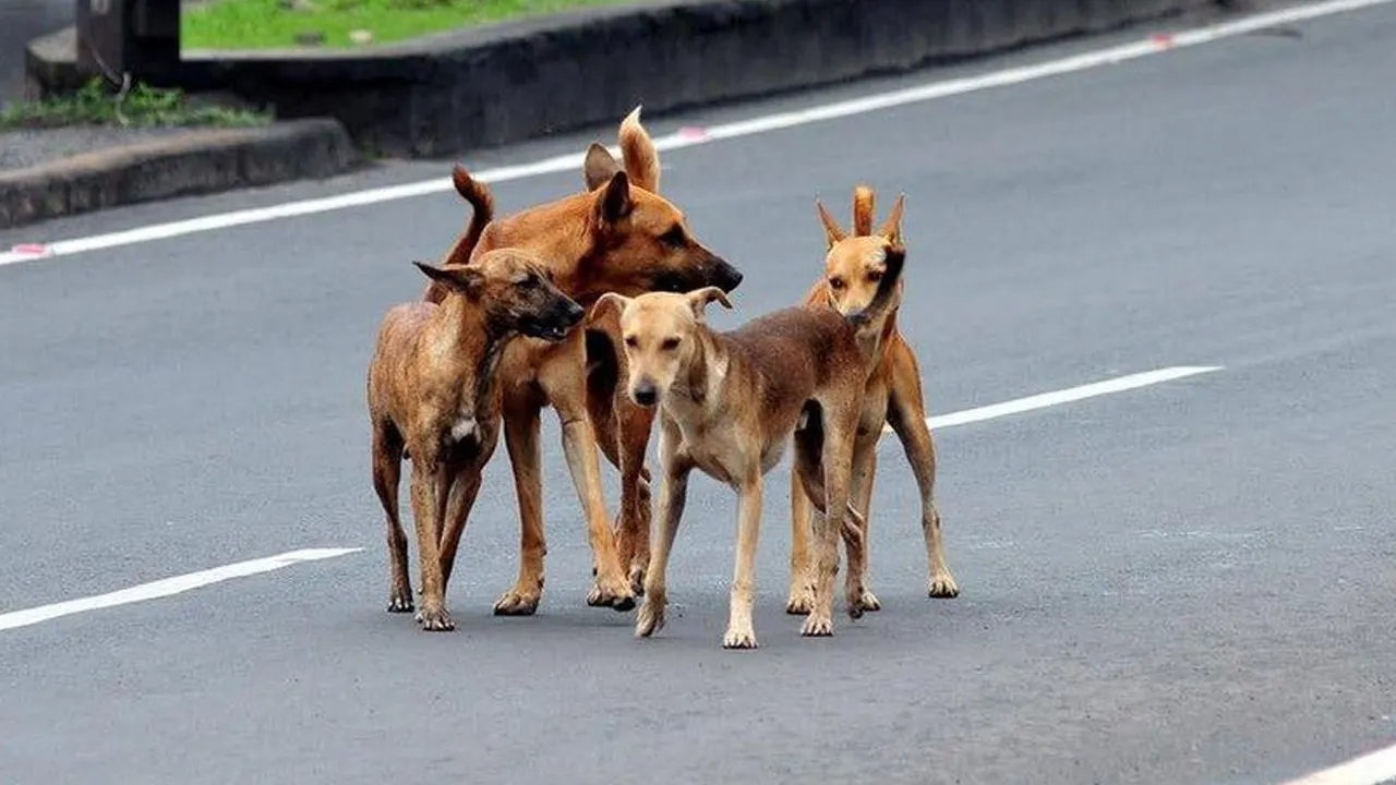 ગુજરાતમાં કૂતરાં કરડવાના કેસો ચિંતાજનક સ્તરે, દરરોજ સરેરાશ 700થી વધુ લોકો શિકાર
