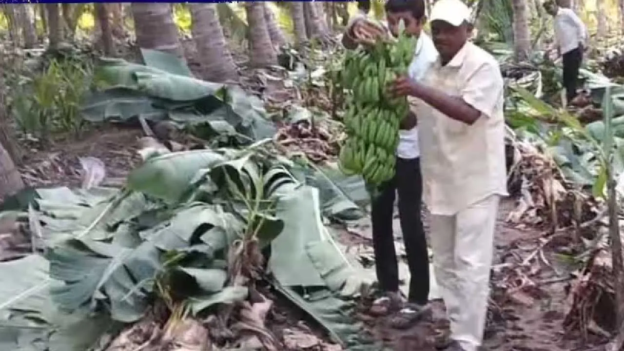 ભાવનગરના એક ખેડૂતે કેળાના પાક પર ટ્રેકટર ફેરવીને 15 લાખનું નુકશાન કેમ કર્યું?