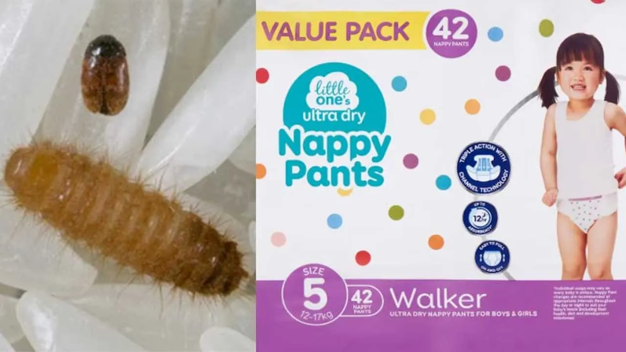 આ દેશમાં બેબી ડાયપરમાં પહોંચ્યો ભારતીય કીડો, જે દેશના 18 બિલિયન ડૉલરના અનાજ માટે છે જોખમી!