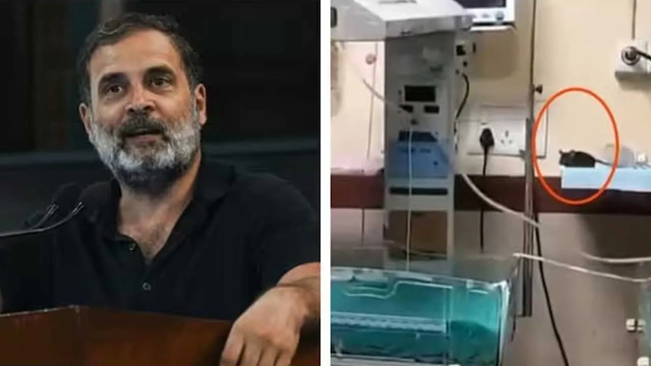 MPની હૉસ્પિટલમાં ઉંદરોના કરડવાથી વધુ એક બાળકનો ગયો જીવ, રાહુલ ગાંધી બોલ્યા- ‘આ સીધી રીતે..’