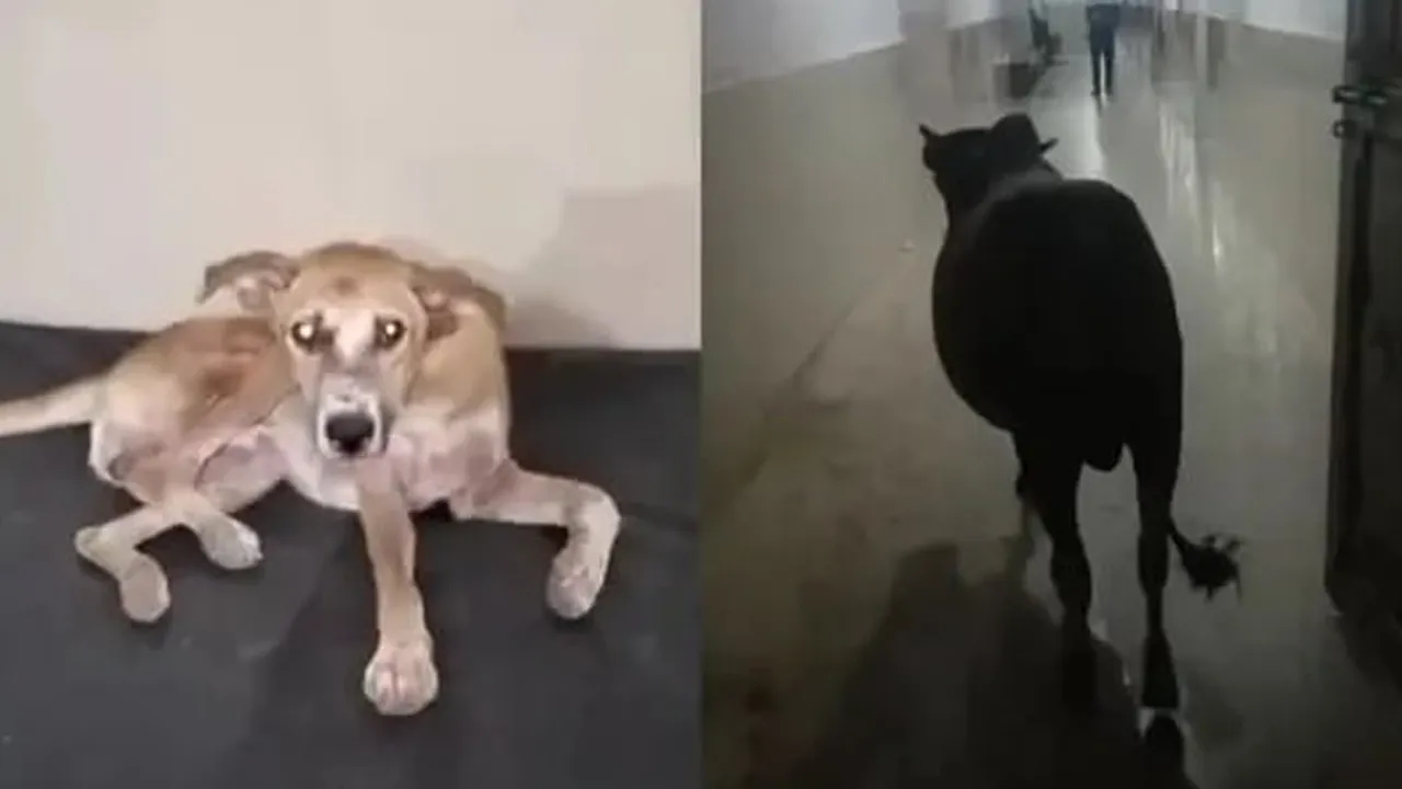 સરકારી હૉસ્પિટલની અંદર ઠેર-ઠેર ગાયો, ગોબર અને પેશાબ, બેડ પર કૂતરો