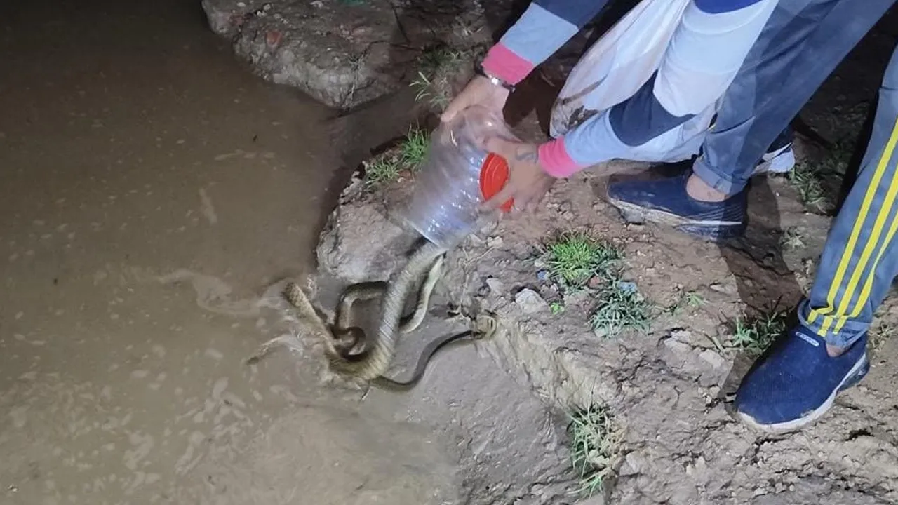 સાબરમતી રિવરફ્રન્ટ પર વધ્યું જોખમ: 2 દિવસમાં 100થી વધુ સાપોનું રેસ્ક્યુ