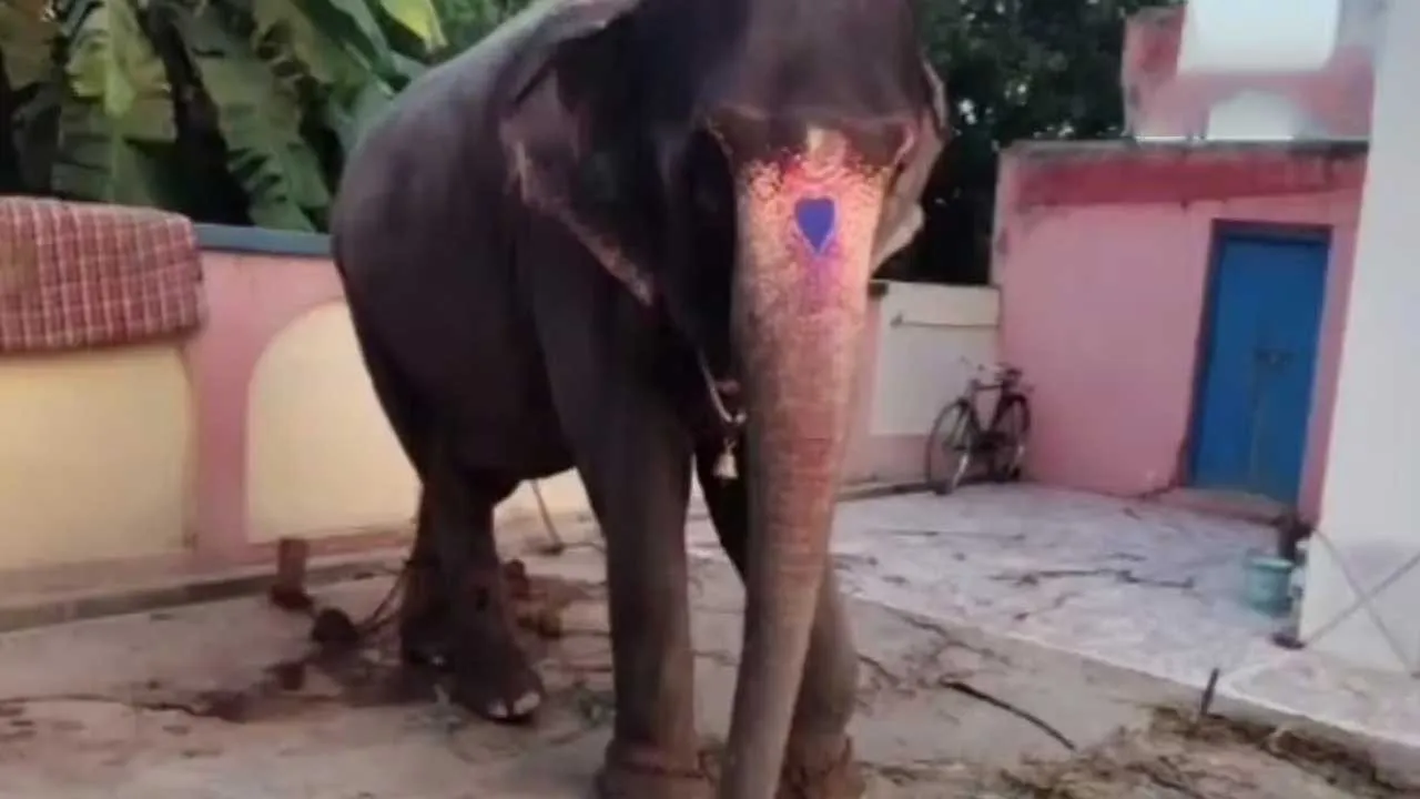 Elephant Theft