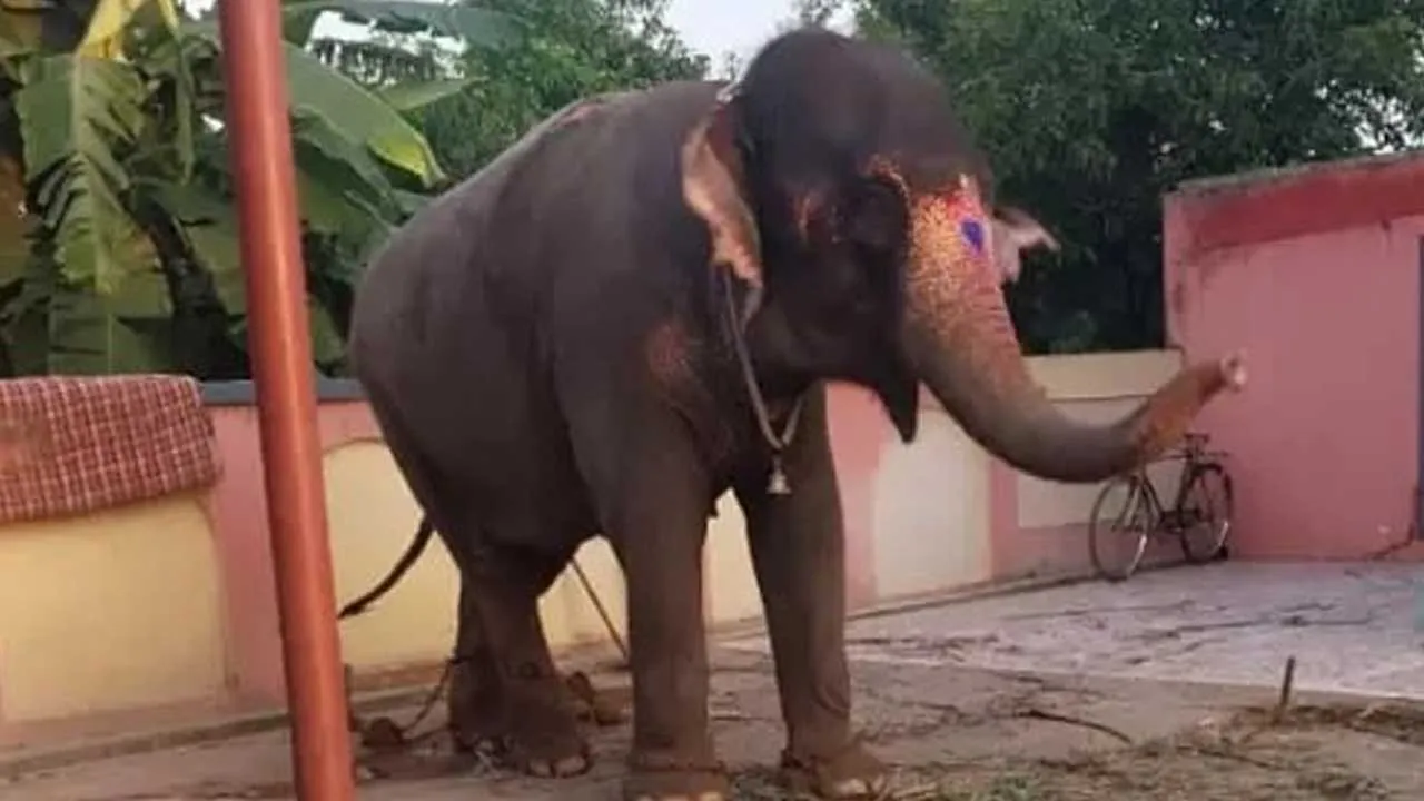 Elephant Theft