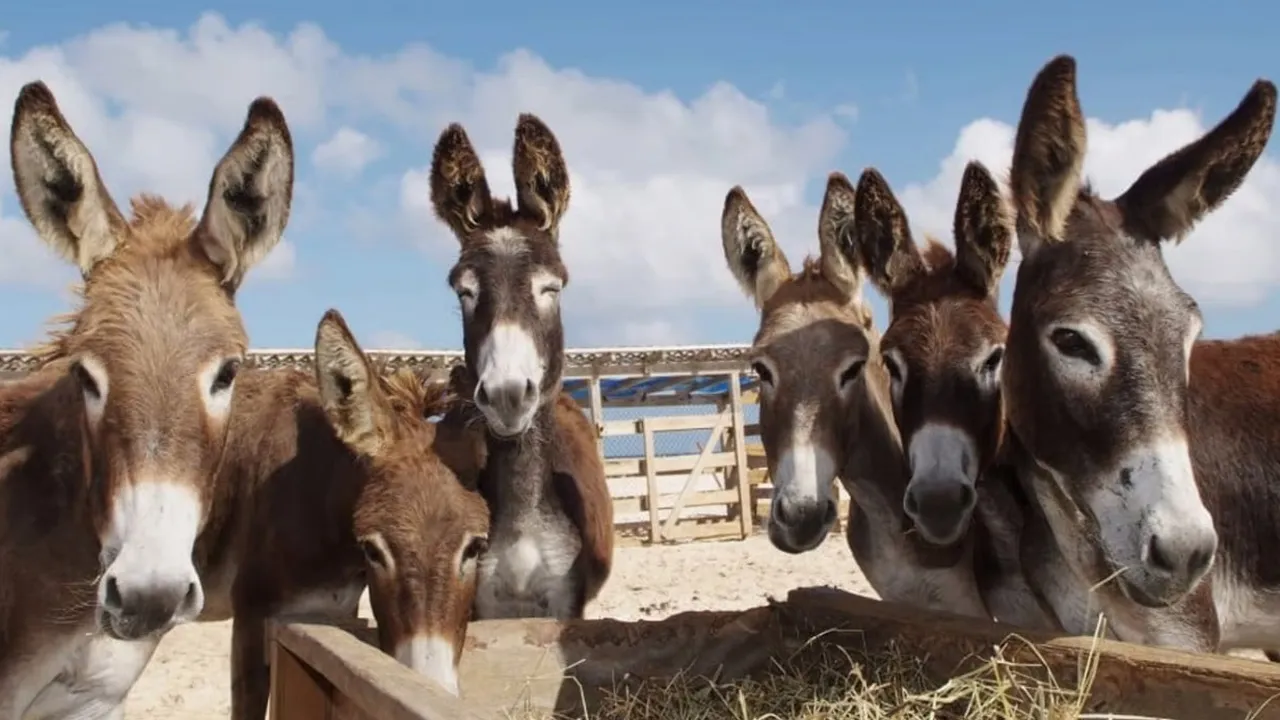 પાકિસ્તાન પાસે 2 લાખ ગધેડા ખરીદીને ચીન તેનું શું કરી રહ્યું છે?