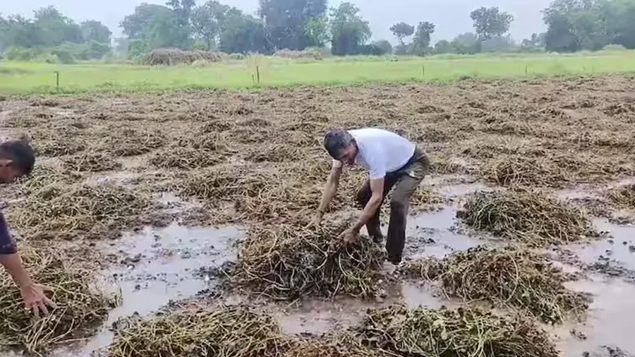 farmers.jpg-4