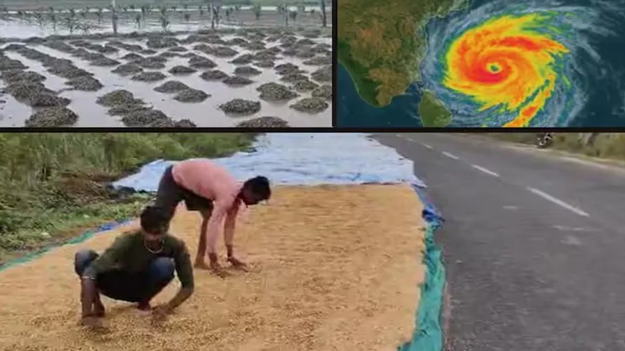 માવઠાએ ખેડૂતોને રડાવ્યા! પાક માટે પૈસા પાણીની જેમ વહાવ્યા, કમોસમી વરસાદે બધુ બરબાદ કરી નાખ્યું