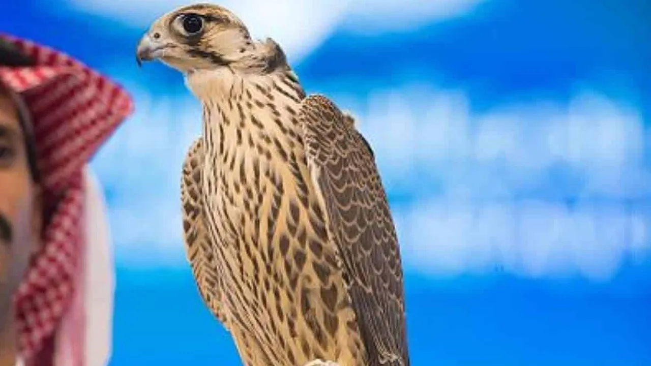 Mongolian-Falcon4 