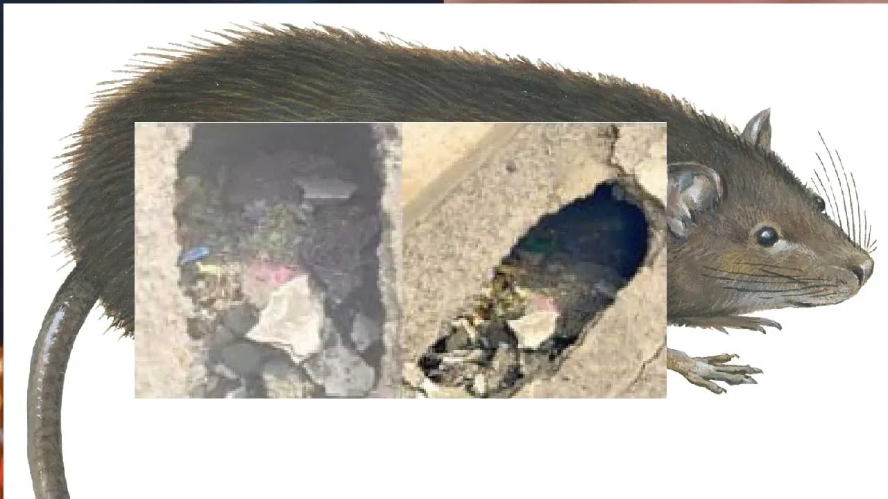 સુરતના બ્રિજ પર મોટું ગાબડું પડી ગયું, મહાનગરપાલિકા કહે ઉંદરોએ આ કર્યું