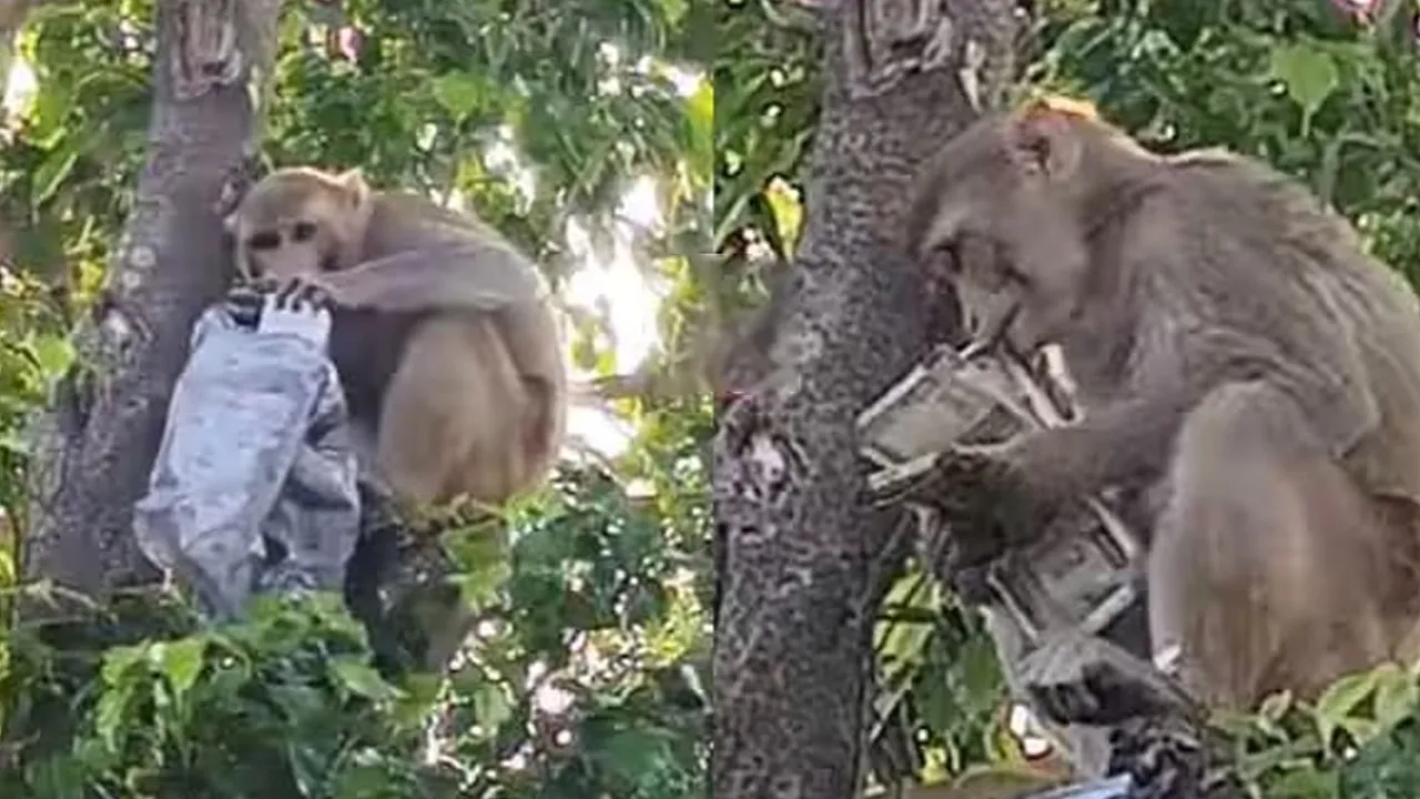 પ્રયાગરાજમાં એક વાંદરો બાઇકની ડિક્કીમાંથી 500ની નોટોની થેલી લઈને ભાગ્યો...