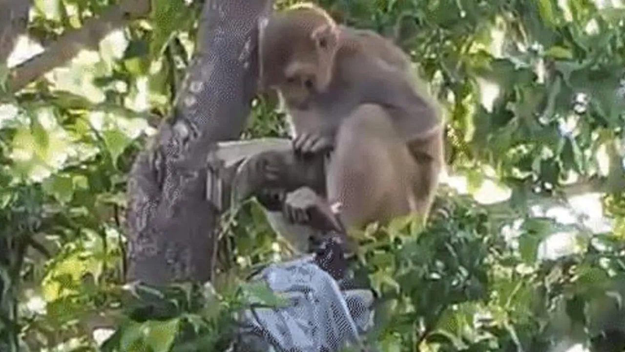Prayagraj-Monkey-Bundle2 