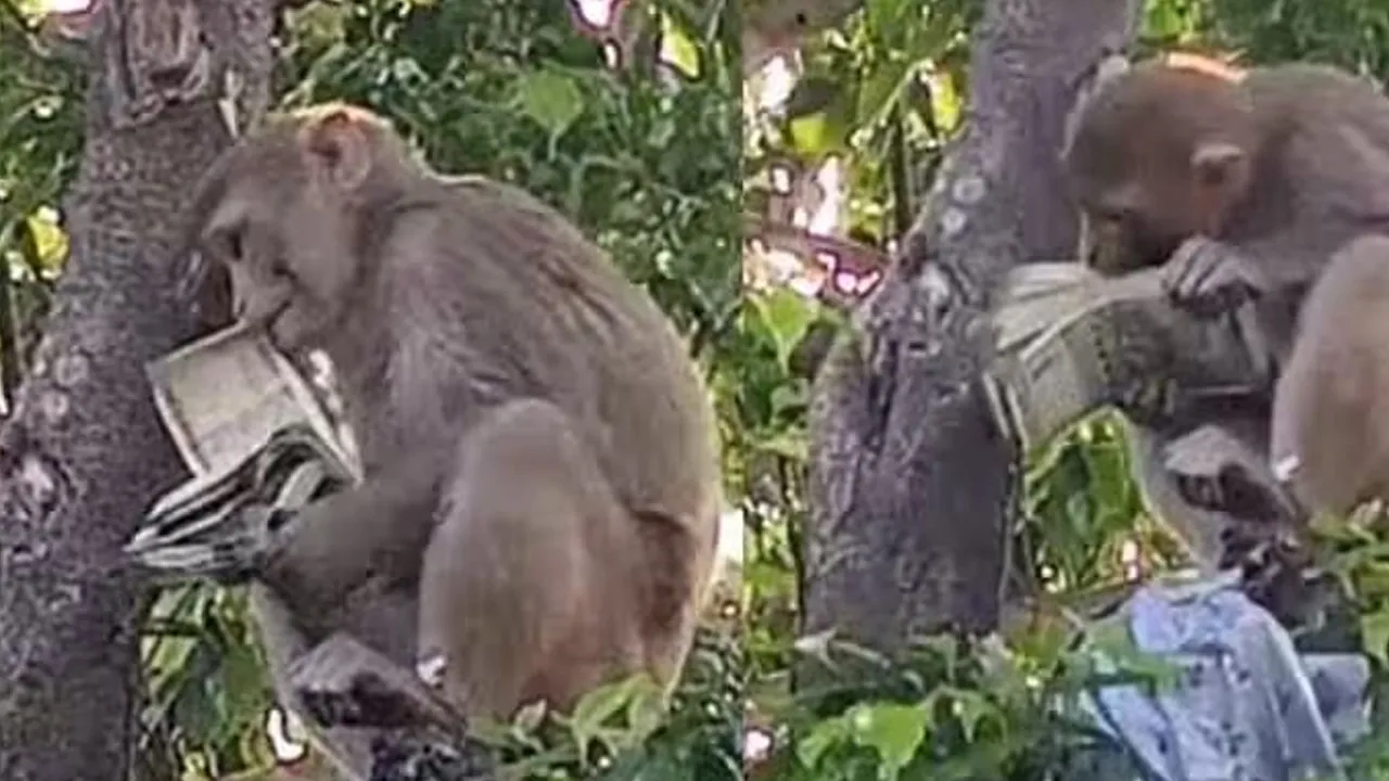 Prayagraj-Monkey-Bundle3 