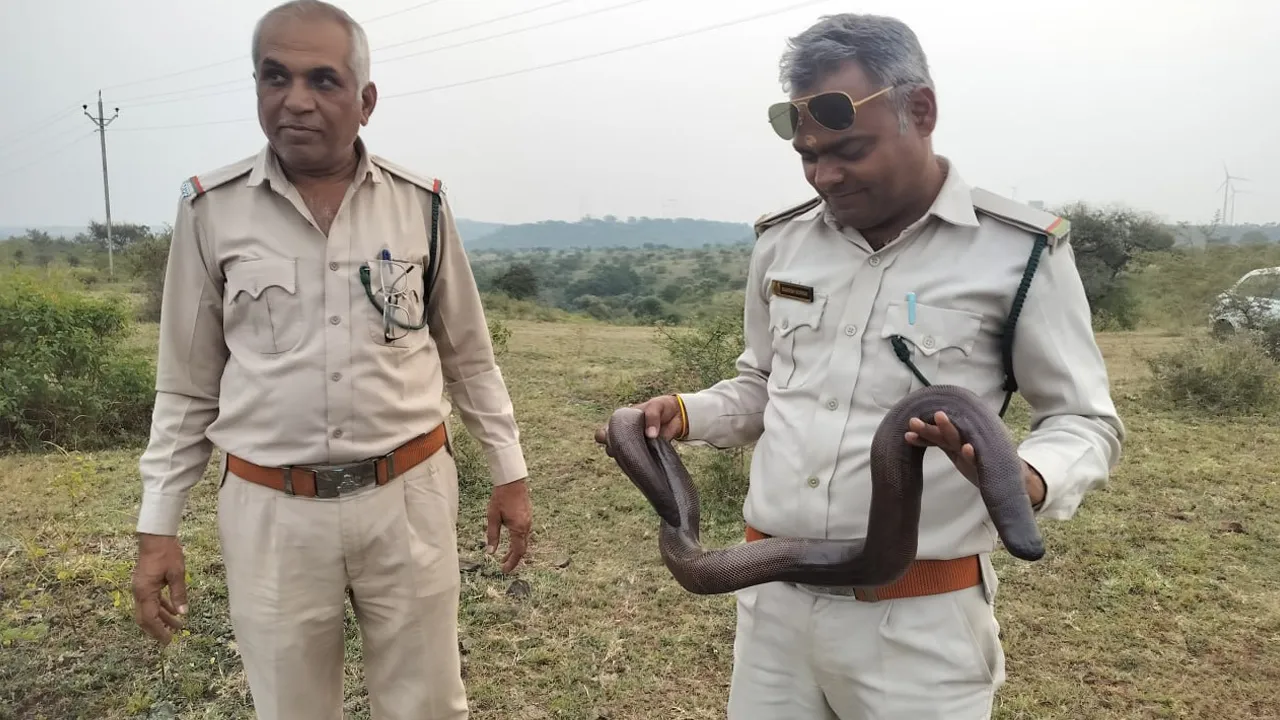 ખેડૂતના વાડામાંથી મળ્યો રેડ સેન્ડ બોઆ સાપ, જેની આંતરરાષ્ટ્રીય કિંમત કરોડો રૂપિયા, વન વિભાગની ટીમે જંગલમાં છોડી દીધો