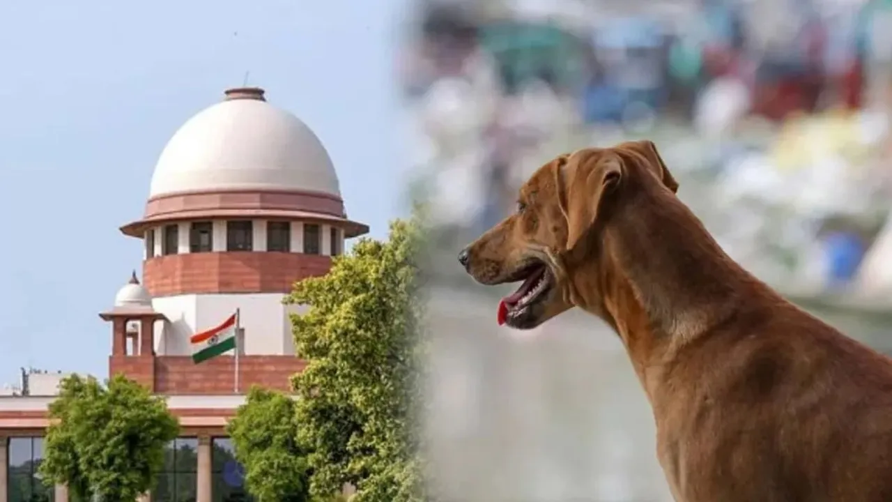 સુપ્રીમ કાર્ટનું રખડતા કૂતરાઓ પર કડક વલણ! રાજ્યોને પૂછ્યું, 'શું તમારા અધિકારીઓ અખબારો નથી વાંચતા?' તમામને સમન્સ મોકલ્યા