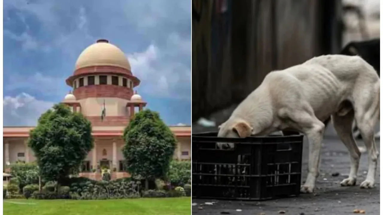 Supreme-Court-Stray-Dogs.jpg-2